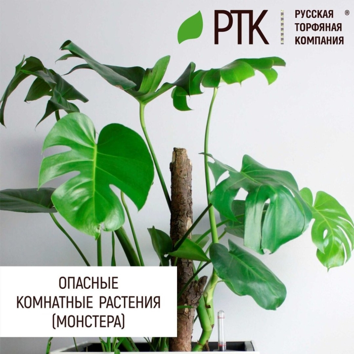 Монстера пертусум