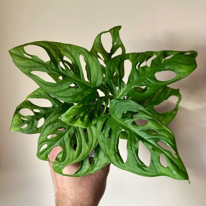 Монстера адансона monstera adansonii