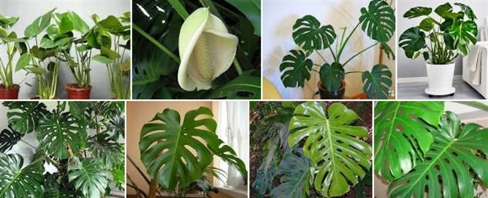 Монстера цветок комнатный