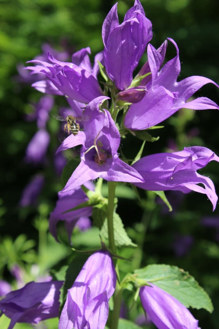 Campanula latifolia