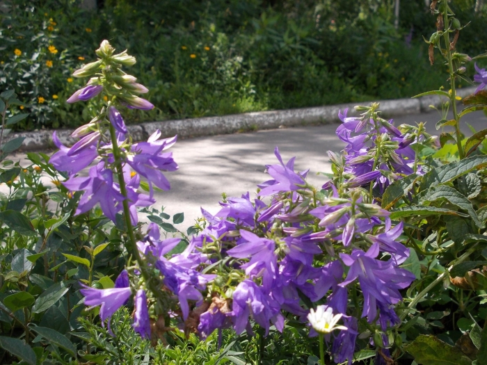 Колокольчик широколистный