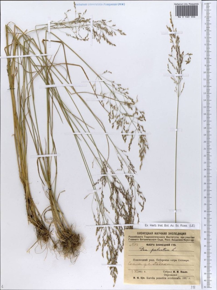 Мятлик болотный