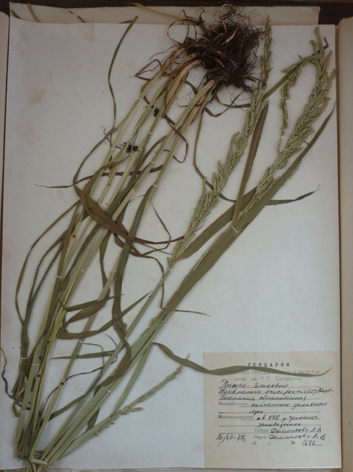 Рожь посевная гербарий