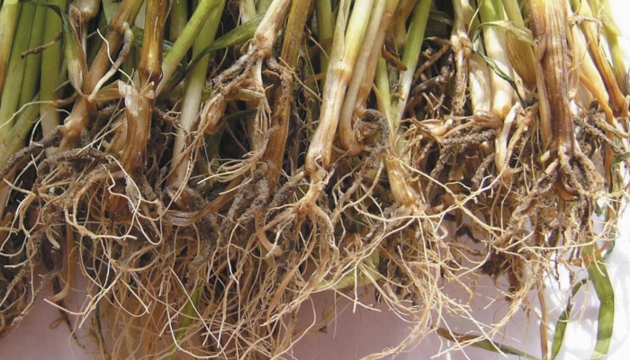 Фузариозная корневая гниль
