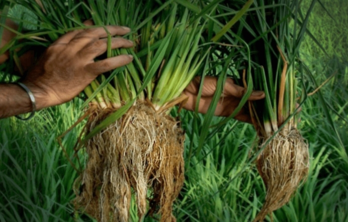 Мочковатая корневая система злаковых