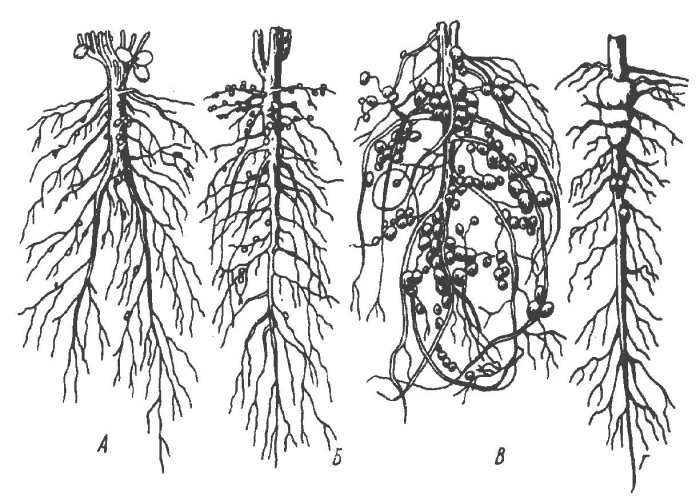 Корневые клубеньки бобовых