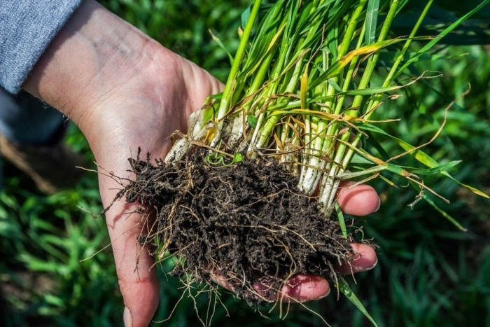 Озимая пшеница корень