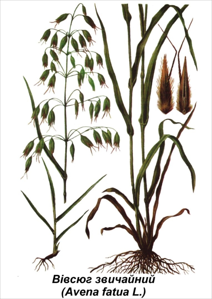 Овсюг обыкновенный