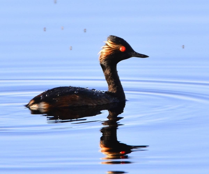 Черношейная поганка