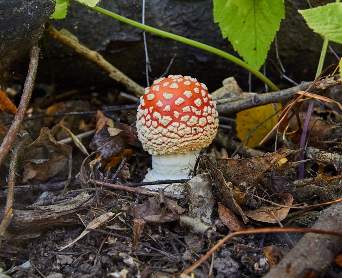 Мухомор аманита мускария