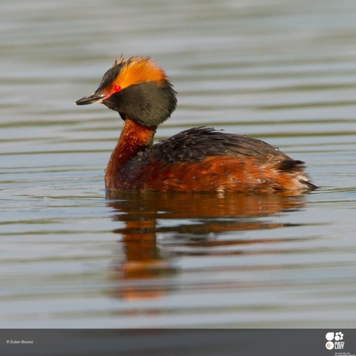 Черношейная поганка птица