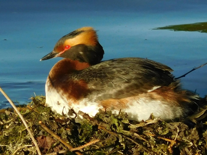 Красношейная поганка птица