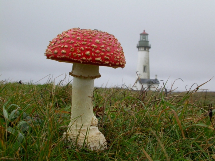 Аманита мускария