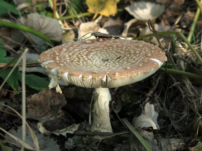 Мухомор пантерный