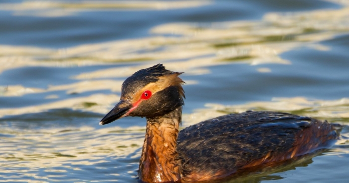 Птица поганка