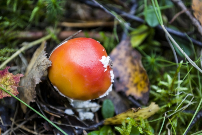 Цезарский мухомор