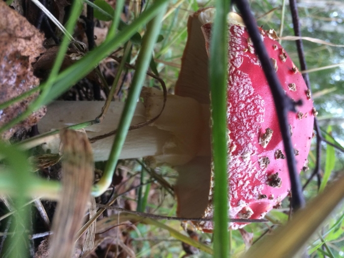 Мухомор красный гриб