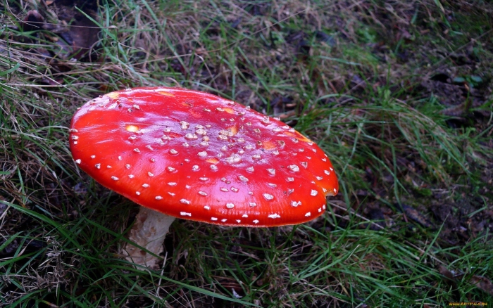 Мухомор красный amanita muscaria в капсулах