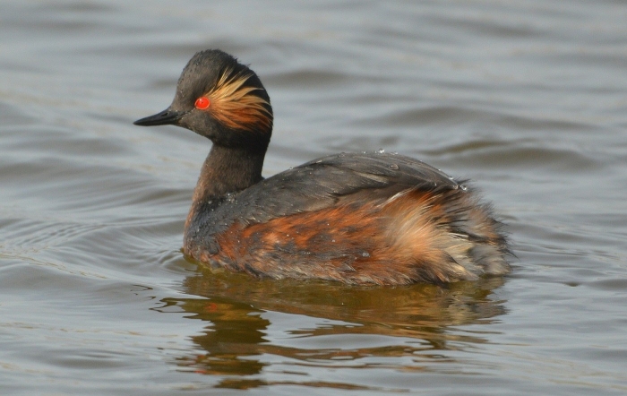 Черношейная поганка