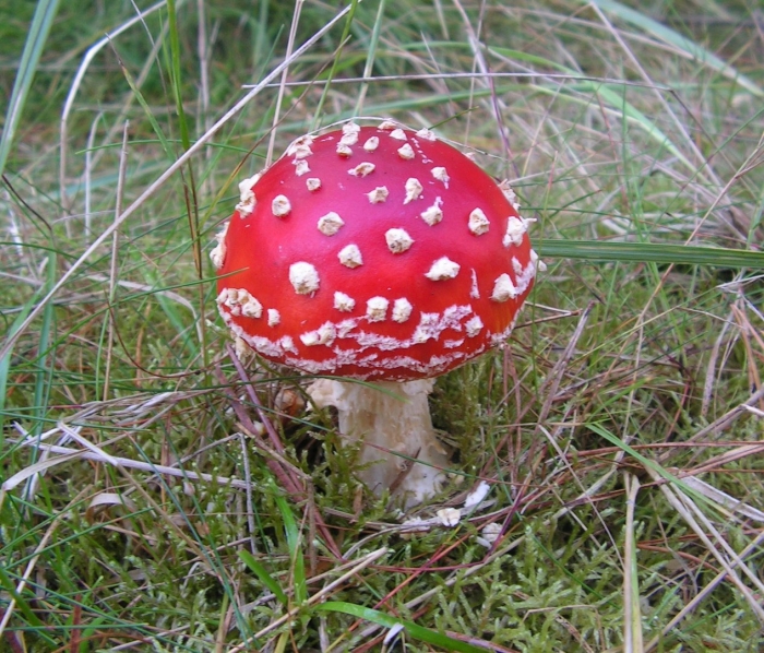 Мухомор аманита мускария