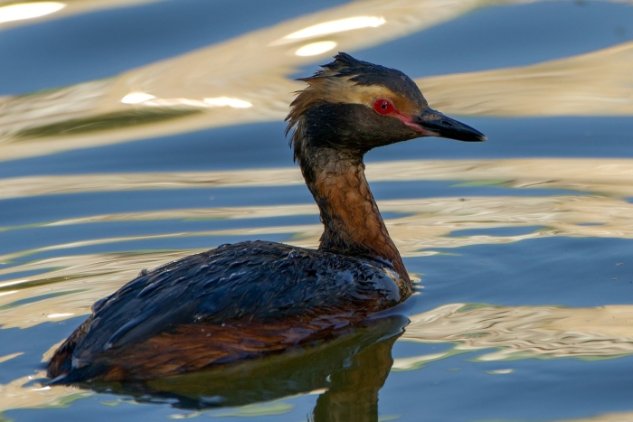 Красношейная поганка