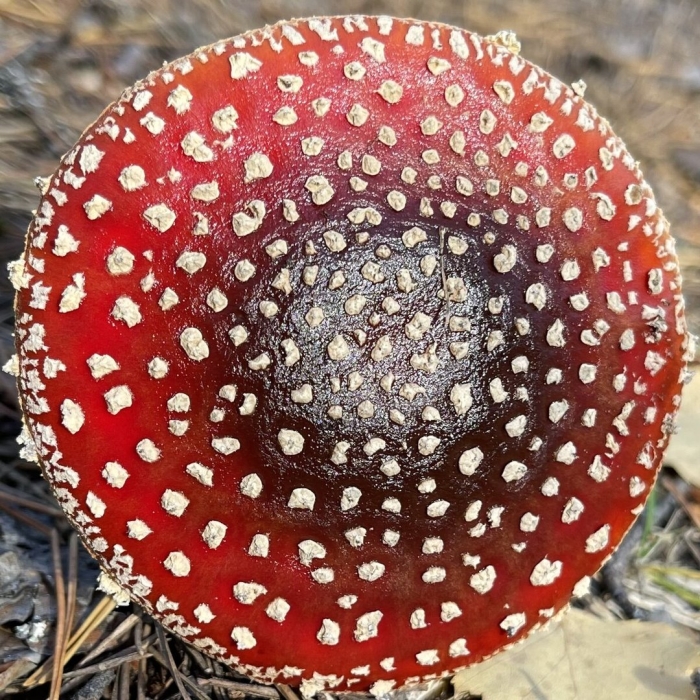 Мухомор красный гриб