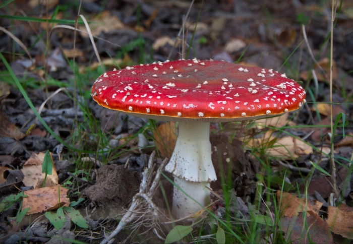Мухомор красавец