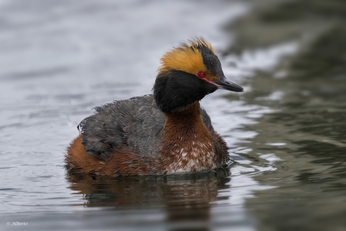 Красношейная поганка