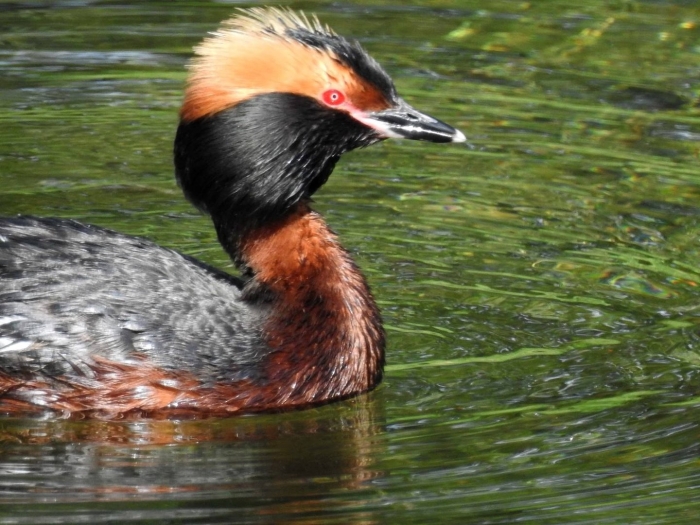 Красношейная поганка - podiceps auritus
