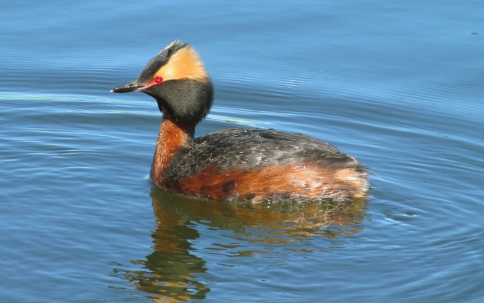 Малая поганка птица