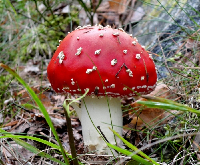 Мухомор ежеголовый