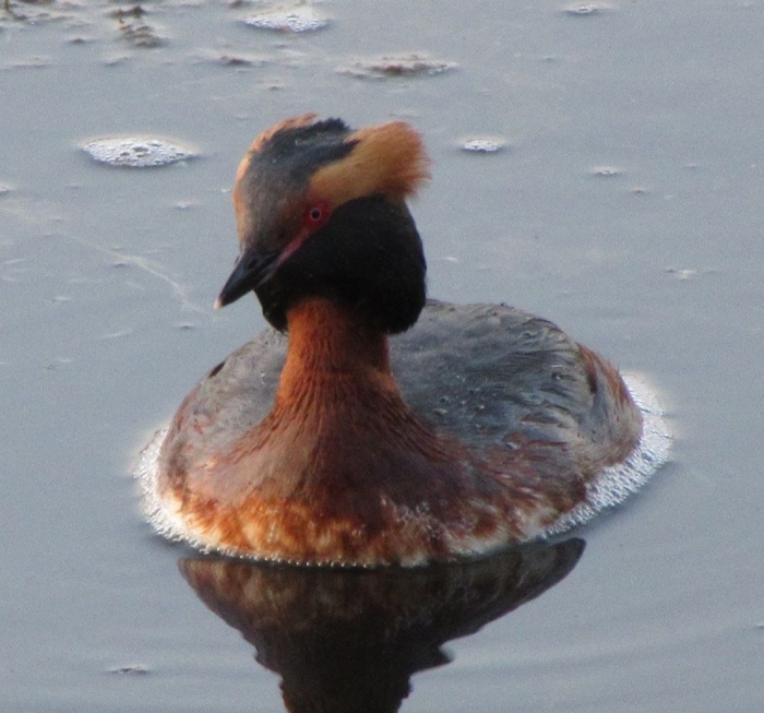 Красношейная или рогатая поганка