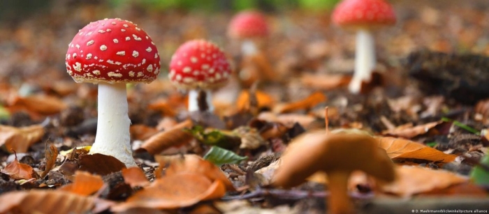 Мухомор красный аманита мускария
