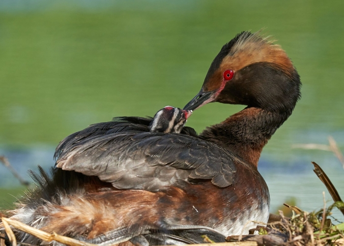 Красношейная поганка птица