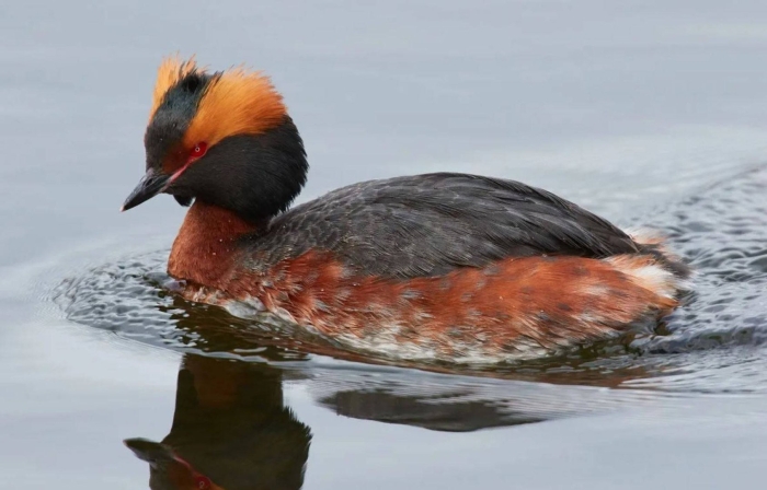 Красношейная поганка красная книга