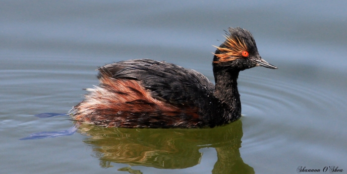 Утка поганка черная