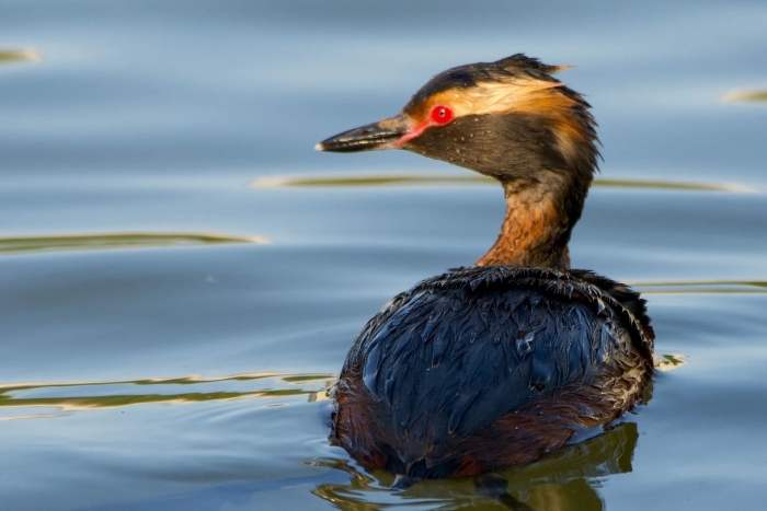 Утка черношейная поганка