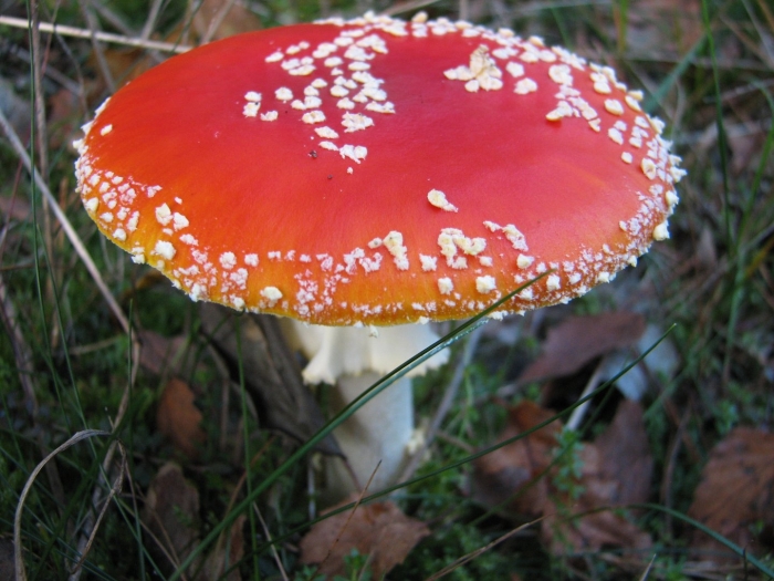 Amanita muscaria