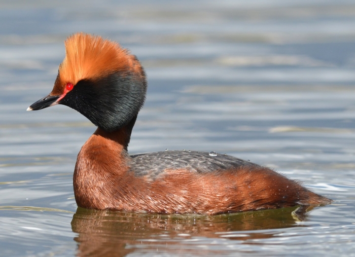 Podiceps auritus