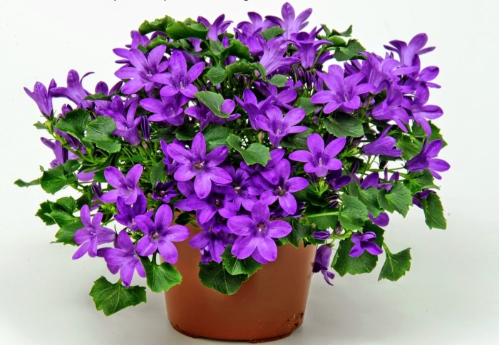 Кампанула блауранка