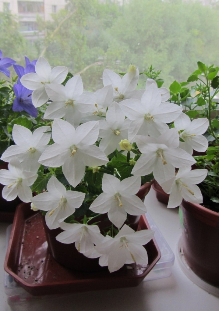 Кампанула белая альба