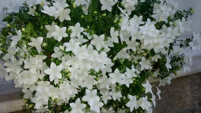 Кампанула альба ампельная