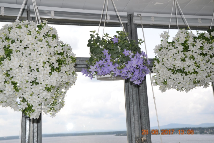 Кампанула жених и невеста