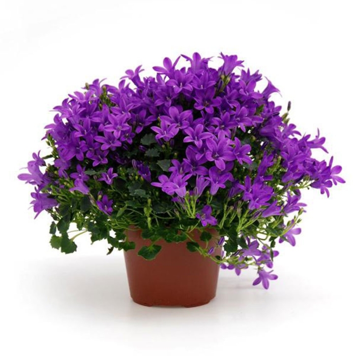 Кампанула портеншлага синяя