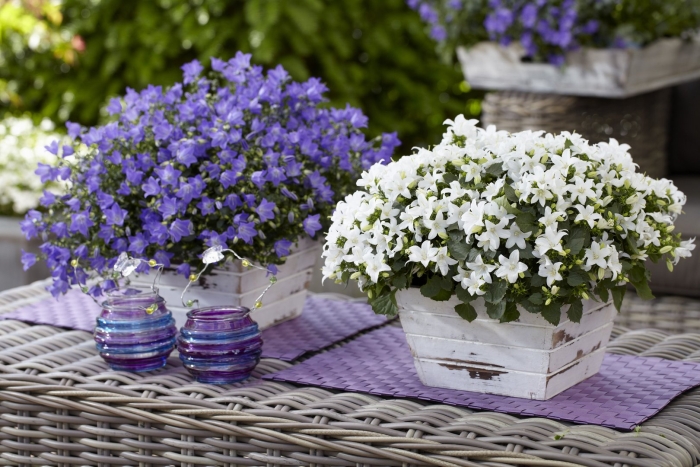 Кампанула спринг белл