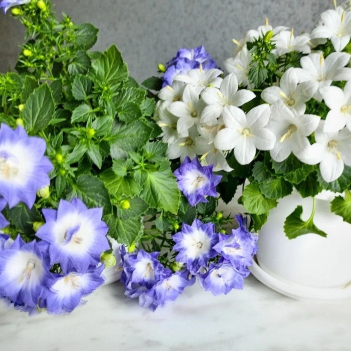 Кампанула комнатный цветок