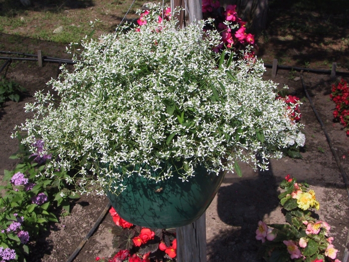 Эуфорбия хамасице