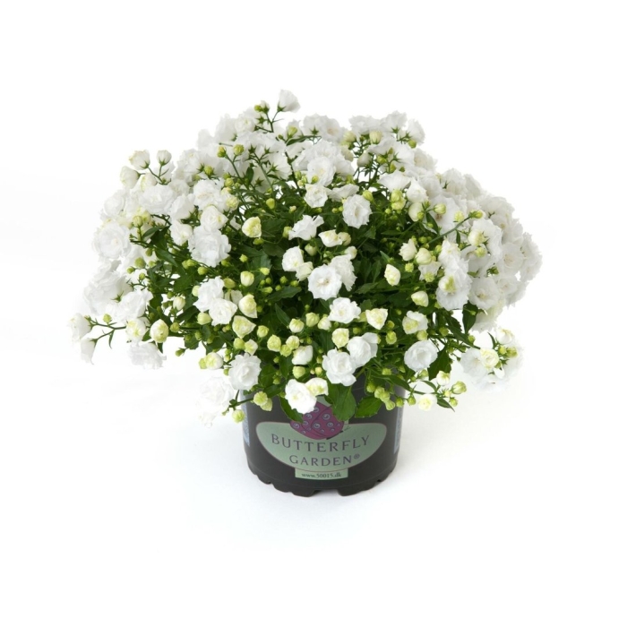 Кампанула махровая белая