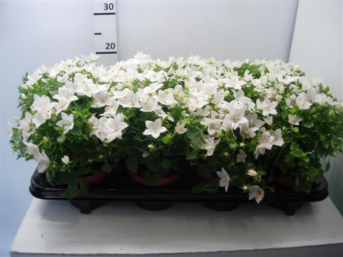 Кампанула белая альба