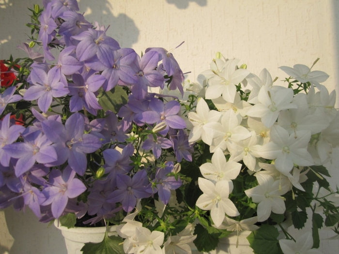 Цветок кампанула невеста